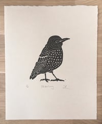 Image 1 of Starling