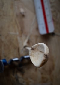 Image 2 of Little Bug