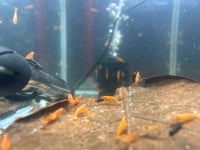 Orange Sunkist Shrimp