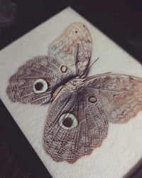 Image 2 of Antique Owl Moth 