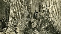 Trees & Their History / September 20th, 2025