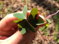 Little Hickories: Spring Foraging / May 17th, 2025