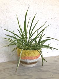 Foamy Stripes plant pot