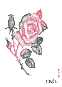 MIKE HAND: Stipple rose