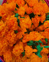 Mini Marigolds