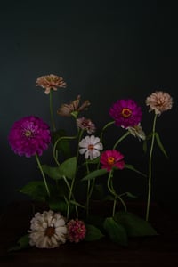 Zinnia Party no. 1