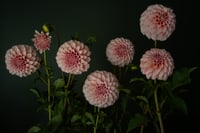 Still Life with Pink Dahlias 