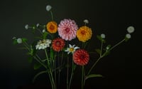 Dahlia Parade