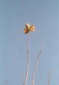 Image 1 of lone leaf