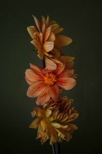 Still Life with Lune Flower Dahlias no. 7