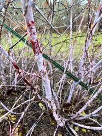 Image 2 of Blackcap Raspberry : Rubus leucodermis