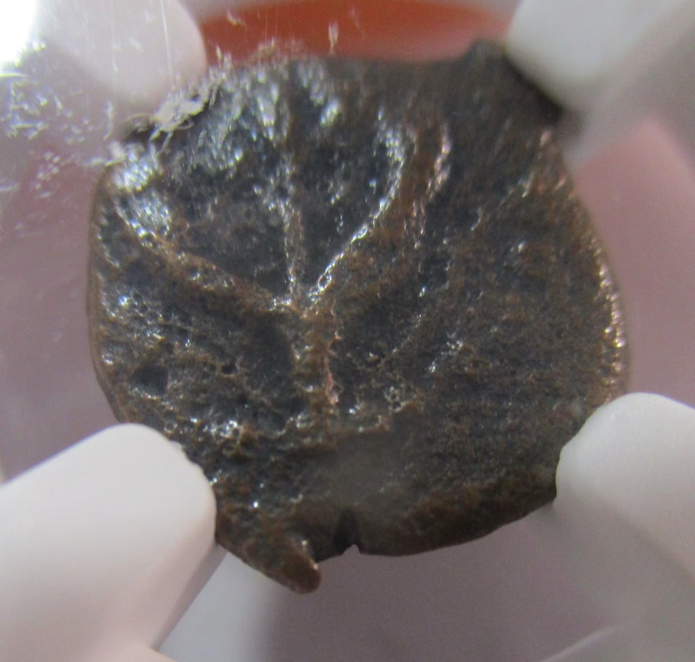 Biblical Prutah from Judaea, Known as a "Widow's Mite"--NGC Slabbed 1of 2 Remain