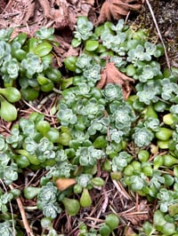 Image 1 of Broadleaf Stonecrop: Sedum spathulifolium