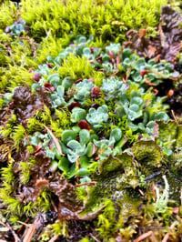 Image 4 of Broadleaf Stonecrop: Sedum spathulifolium