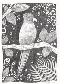 Parrot Original (7x5)