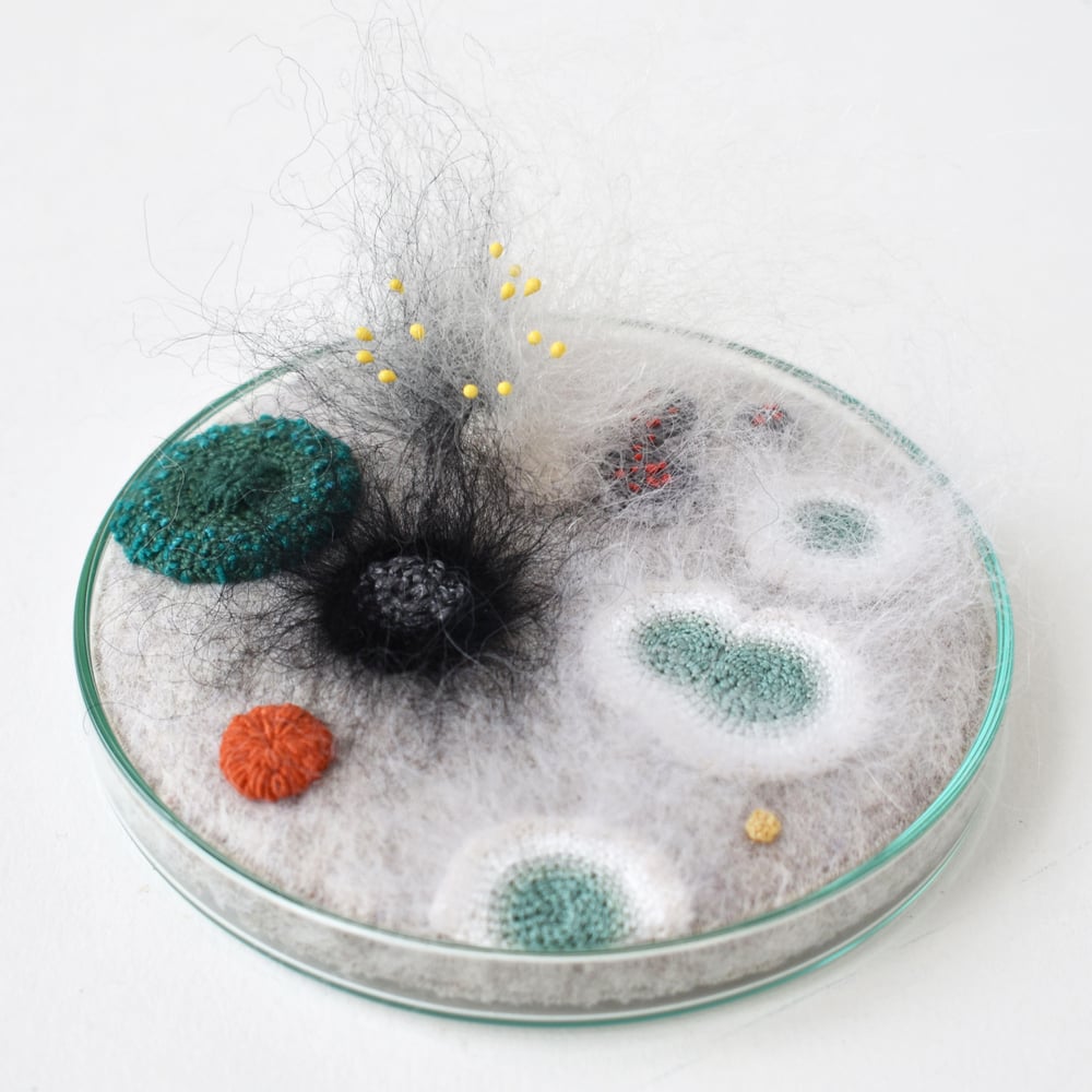 Image of 9cm bright petri dish