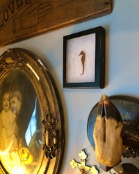 Image 1 of Mummified Seahorse Specimen In Shadowbox