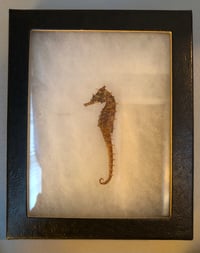 Image 2 of Mummified Seahorse Specimen In Shadowbox