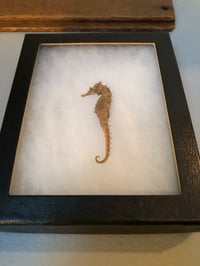 Image 3 of Mummified Seahorse Specimen In Shadowbox