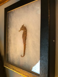 Image 4 of Mummified Seahorse Specimen In Shadowbox