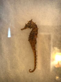 Image 5 of Mummified Seahorse Specimen In Shadowbox