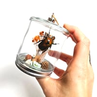 Image 2 of Orange Flammea Beetle Woodland Hanging Mason Jar