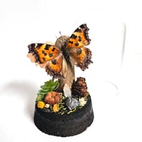 Image 1 of  Indian Tortoiseshell Butterfly Woodland Cork Dome