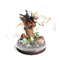 Image 2 of Fighting Stag Beetle Woodland Globe Terrarium