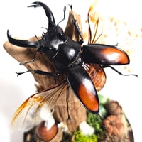 Image 3 of Fighting Stag Beetle Woodland Globe Terrarium