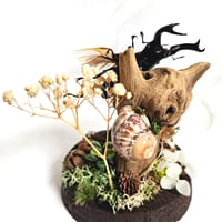 Image 5 of Fighting Stag Beetle Woodland Globe Terrarium