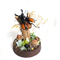 Image 1 of Fighting Stag Beetle Woodland Globe Terrarium