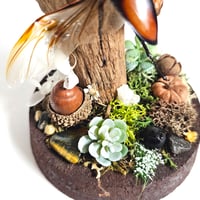 Image 4 of Fighting Stag Beetle Woodland Globe Terrarium