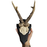 Image 2 of Vintage Shield Mounted Roe Deer Antlers D