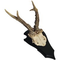 Image 1 of Vintage Shield Mounted Roe Deer Antlers D