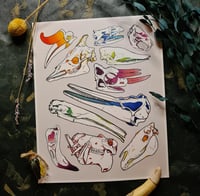Image 1 of Weird & Strange Animal Skulls - High Quality Print 8x10”
