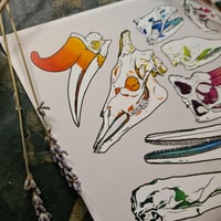 Image 2 of Weird & Strange Animal Skulls - High Quality Print 8x10”