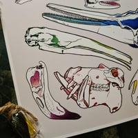 Image 3 of Weird & Strange Animal Skulls - High Quality Print 8x10”