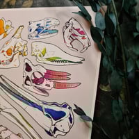 Image 4 of Weird & Strange Animal Skulls - High Quality Print 8x10”