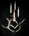 HORN iron & reindeer antler candle holder