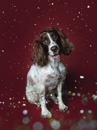 Image 2 of Christmas Mini Sessions - Dogs Welcome -November 16th