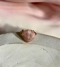 Image 7 of Shell Rings