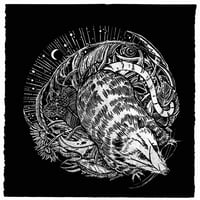 Opossum & Raspberries