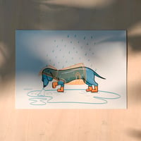 Dachsund hates rain!