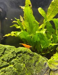 Fire Orange