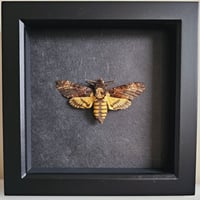 Framed - Death's-Head Hawkmoth I