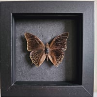 Framed - Demon Charaxes Butterfly