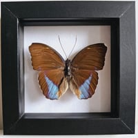 Image 1 of Framed - Forester Butterfly I