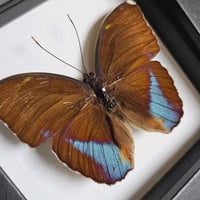 Image 2 of Framed - Forester Butterfly I