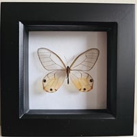 Framed - Amber Phantom Butterfly