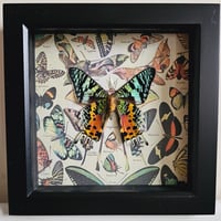 Vintage - Madagascan Sunset Moth